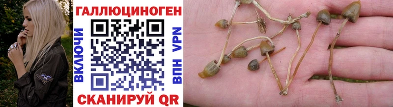 купить закладку  Покачи  kraken сайт  Псилоцибиновые грибы Psilocybine cubensis 